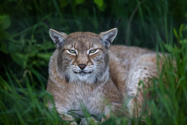 Lynx Resting Forest — Stock Photo, Image