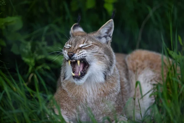 Lynx Resting Forest — Stock Photo, Image