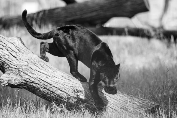 Μια Μαύρη Τζάγκουαρ Αναπαύεται Στη Ζούγκλα — Φωτογραφία Αρχείου