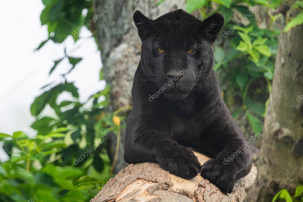 A black Jaguar is resting in the jungle