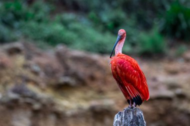 Kızıl bir Ibis ağaçta oturuyor.