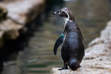 Humboldt Pengueni Portresi