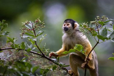 Sincap maymunu bir ağaçtır.