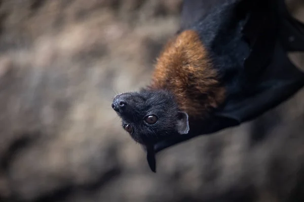 Ritratto Pipistrello Una Grotta — Foto Stock