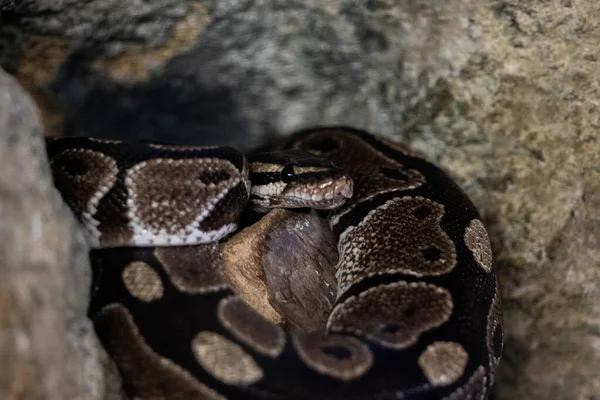 Portrait Python Dans Jungle — Photo