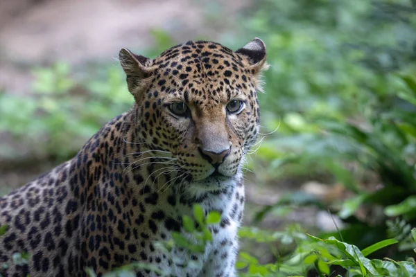 Srí Lanka Leopárd Dzsungelben — Stock Fotó