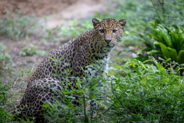Ланкийский Леопард Джунглях — стоковое фото