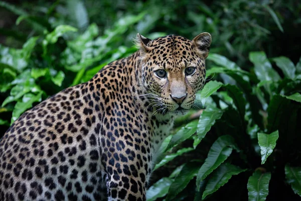 Macan Tutul Sri Lanka Hutan — Stok Foto