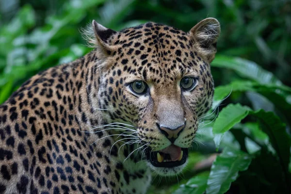 Ланкийский Леопард Джунглях — стоковое фото