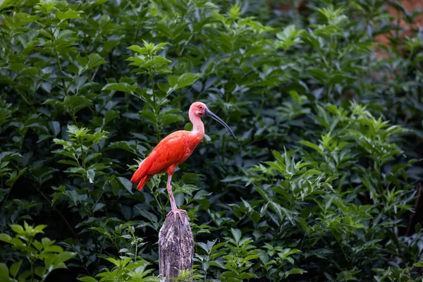 Egy Scarlet Ibis Egy Fán — Stock Fotó