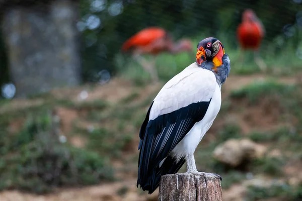 King Vulture Resting Mountain — Stock Photo, Image