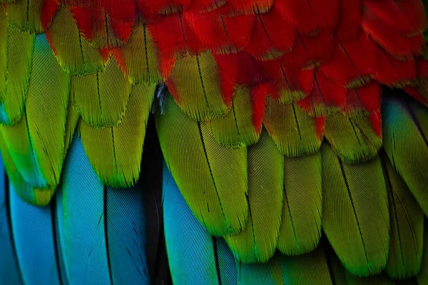 Close Feathers Red Green Macaw — Stock Photo, Image