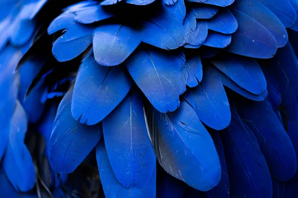Närbild Fjädrarna Hyacinth Macaw — Stockfoto