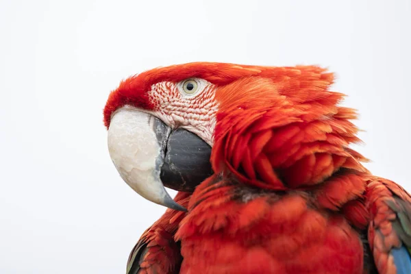 Retrato Uma Arara Vermelha Verde Floresta — Fotografia de Stock