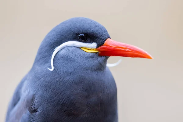 Ritratto Una Inca Tern — Foto Stock