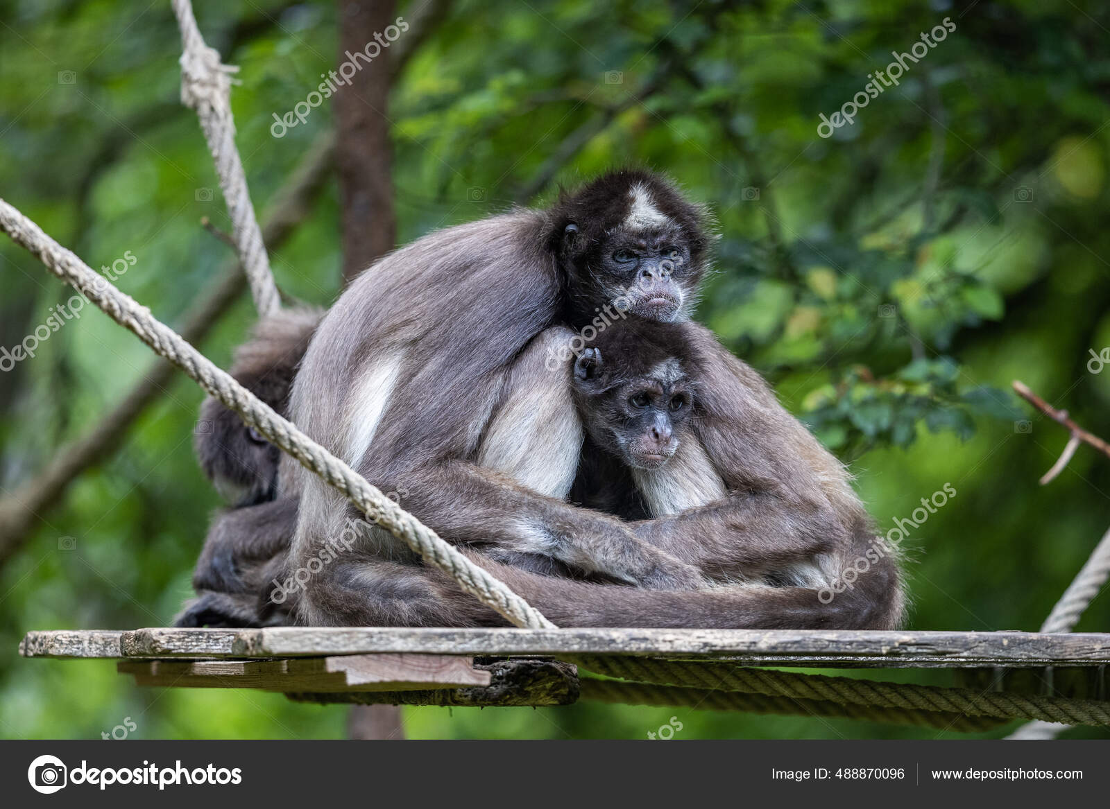 Fotos de Macacos aranha, Imagens de Macacos aranha sem royalties