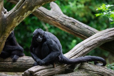 Kahverengi kafalı bir örümcek maymun ormanda.