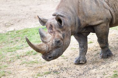 Siyah bir gergedan bozkırda yürüyor.