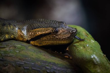 Ormandaki yeşil anakondanın portresi