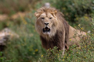Bir aslan bozkırda dinleniyor.