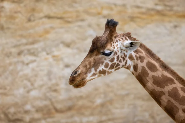 Een Giraffe Droog Gras — Stockfoto