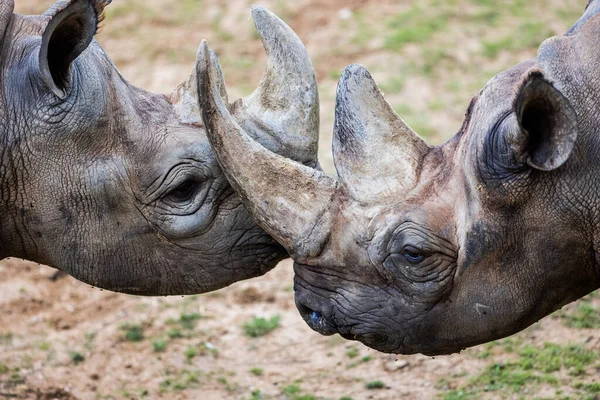 Rinoceronte Negro Caminha Savana — Fotografia de Stock