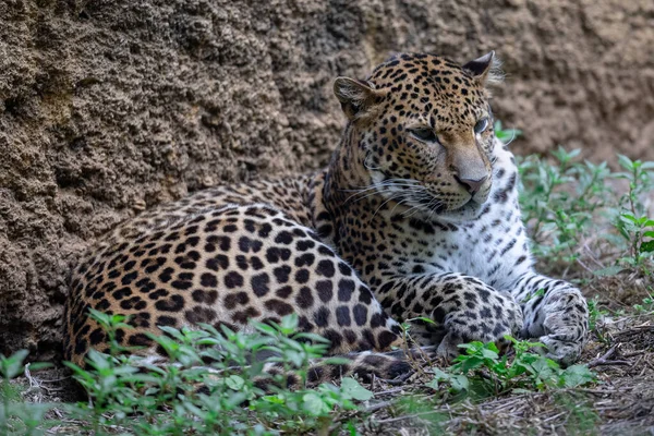 Leopardo Sri Lanka Selva — Foto de Stock
