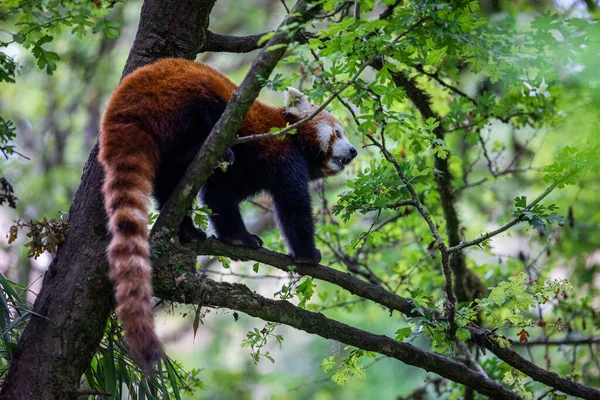 Egy Vörös Panda Pihen Egy Fán — Stock Fotó