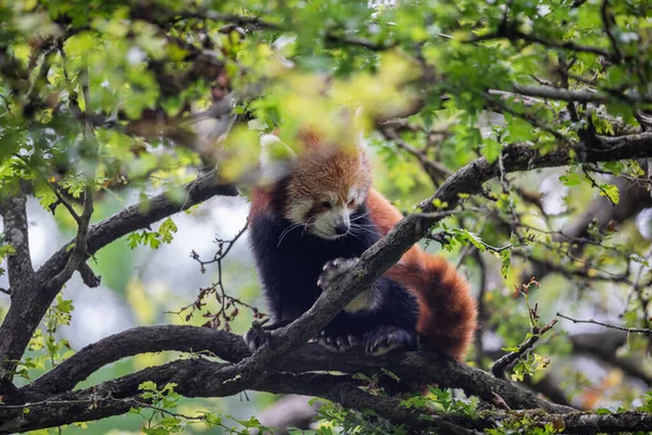 Panda Rouge Repose Dans Arbre — Photo