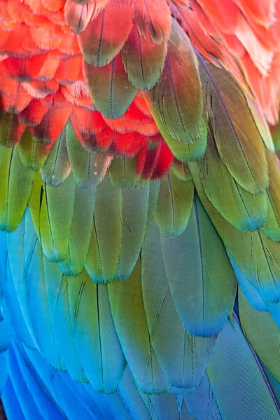 Detailní Záběr Peří Červenozeleného Macawa — Stock fotografie