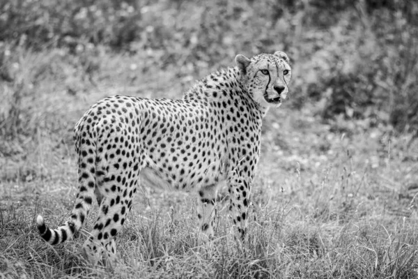 Cheetah Walking Savannah — Stock Photo, Image