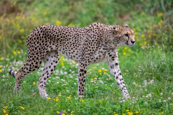 Cheetah Περπάτημα Στη Σαβάνα — Φωτογραφία Αρχείου