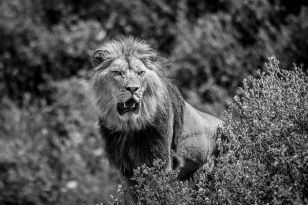 Lion Rests Savannah — Stock Photo, Image