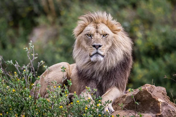 Lion Rests Savannah — Stock Photo, Image