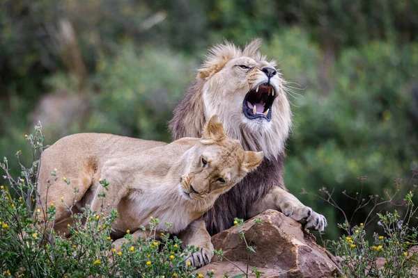 Leão Descansa Savana — Fotografia de Stock