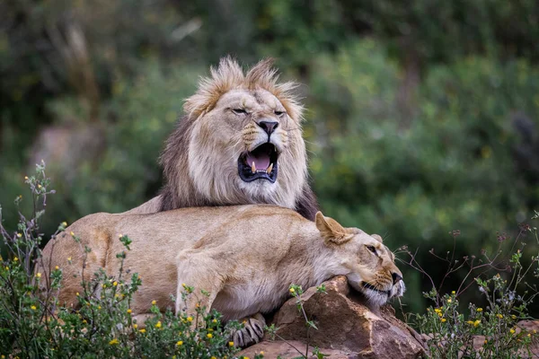 Lion Repose Dans Savane — Photo