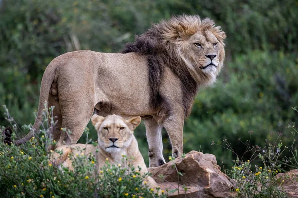 Ένα Λιοντάρι Αναπαύεται Στη Σαβάνα — Φωτογραφία Αρχείου