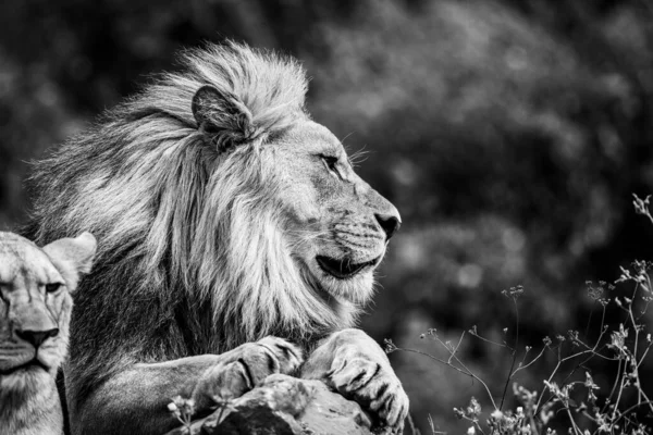 Leão Descansa Savana — Fotografia de Stock