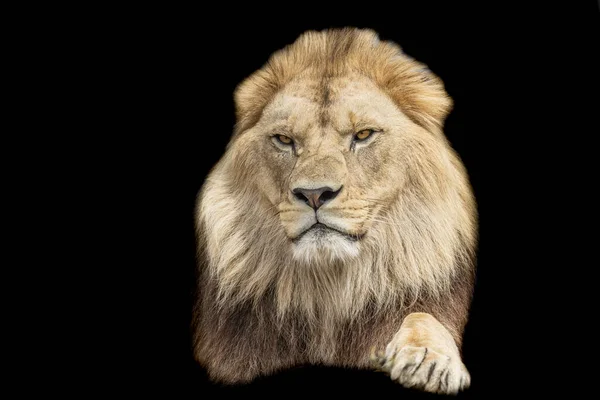 黒い背景をしたライオン — ストック写真