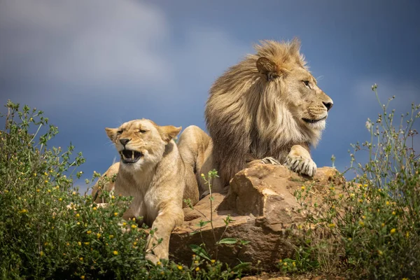 Leão Descansa Savana — Fotografia de Stock