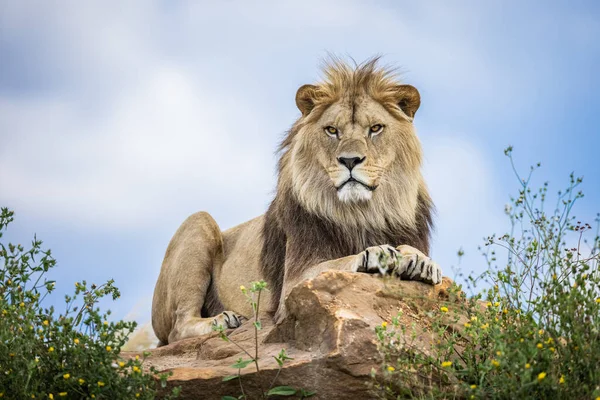 Leão Descansa Savana — Fotografia de Stock