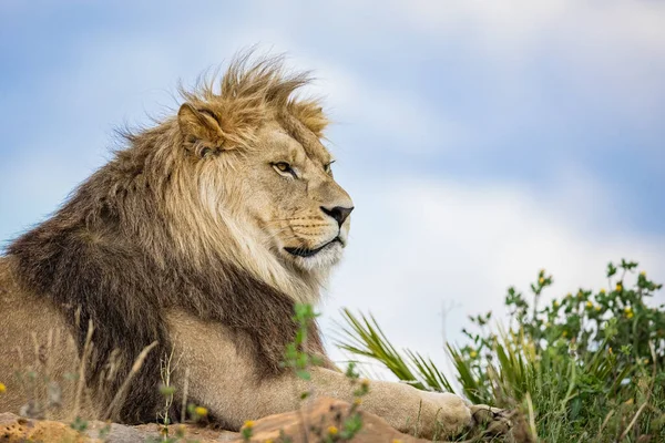 Een Leeuw Rust Savanne — Stockfoto