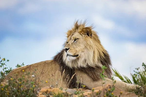 Lion Rests Savannah — Stock Photo, Image