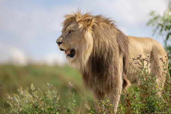 Leão Descansa Savana — Fotografia de Stock