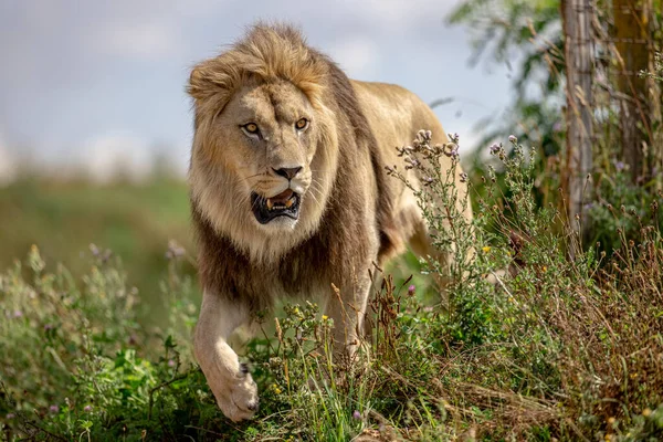 Lion Rests Savannah — Stock Photo, Image