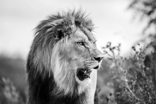 Lev Odpočívá Savaně — Stock fotografie
