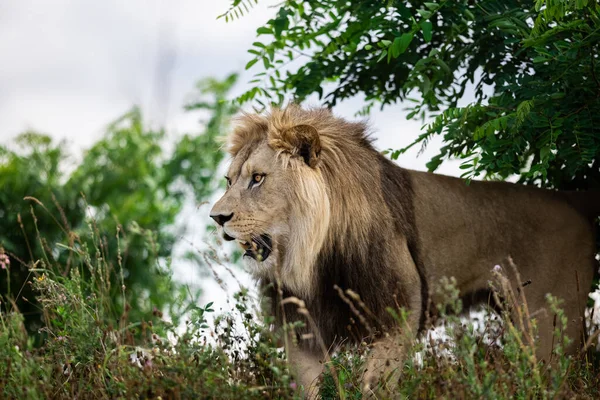 Leão Descansa Savana — Fotografia de Stock