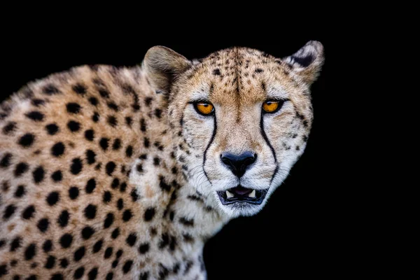 Cheetah Black Background — Stock Photo, Image