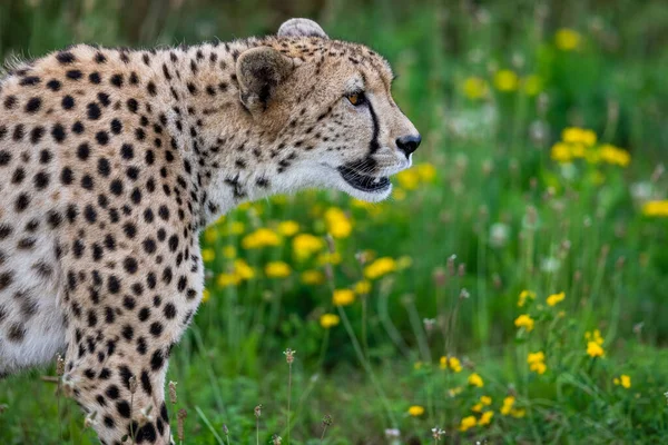 Cheetah Περπάτημα Στη Σαβάνα — Φωτογραφία Αρχείου