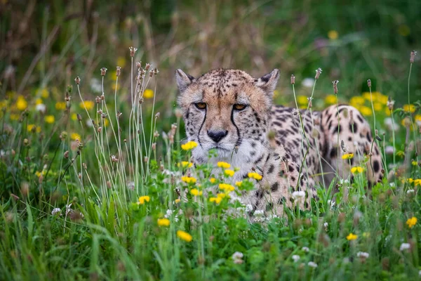 Cheetah Περπάτημα Στη Σαβάνα — Φωτογραφία Αρχείου